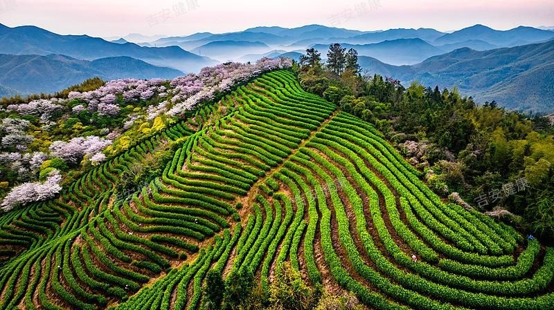 浙江宁海：高山樱花与春茶共绘春色