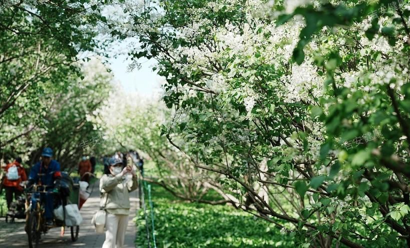 北京天坛公园丁香花迎来最佳观赏期