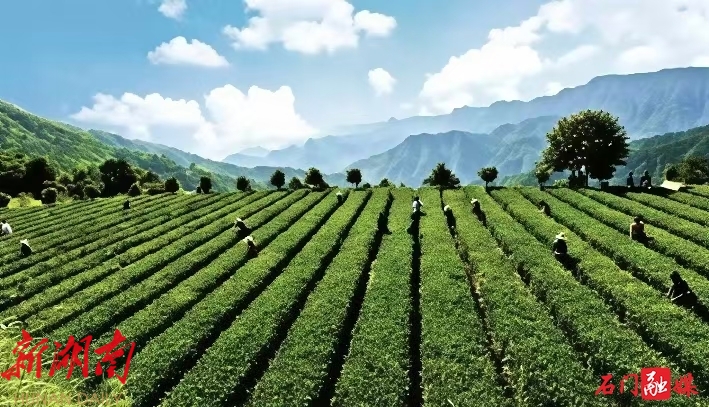 请喝一碗石门茶